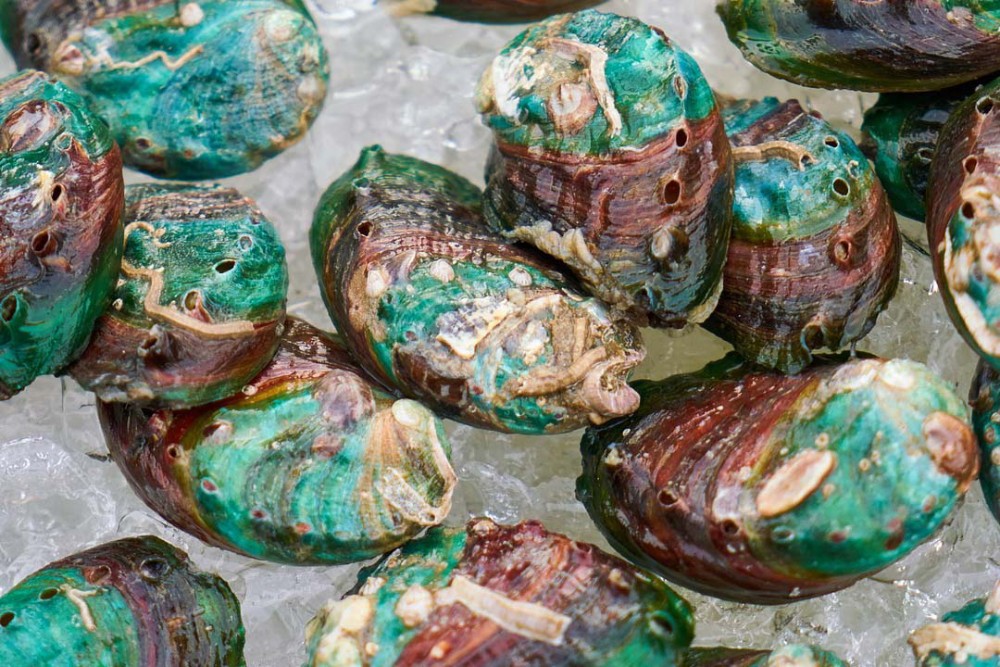 Green Lipped Mussel – a natural way to address inflammation