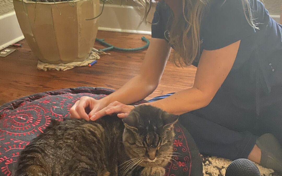 Holistic Revolution – the sound of a cat having acupuncture on the radio?