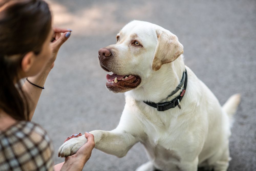 dog shaking hands with owner