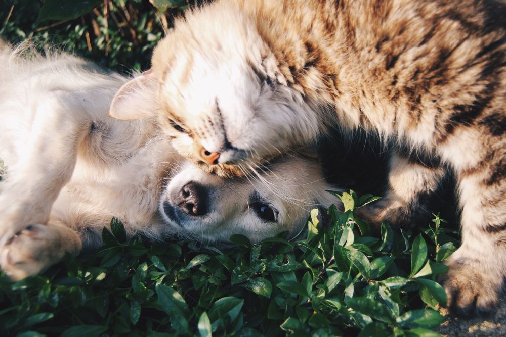 cat and dog playing