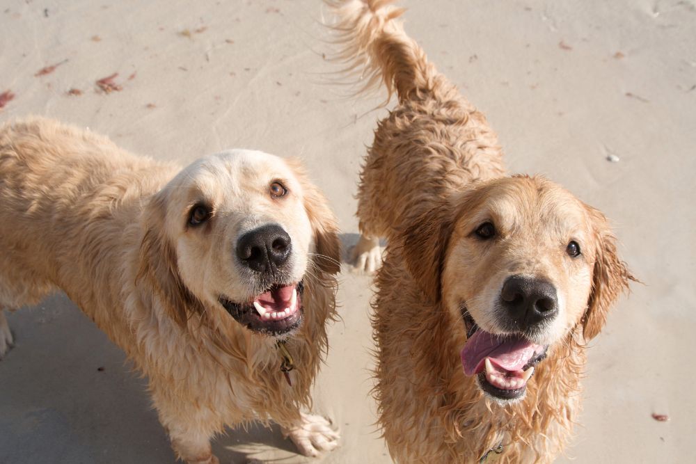 two golden dogs