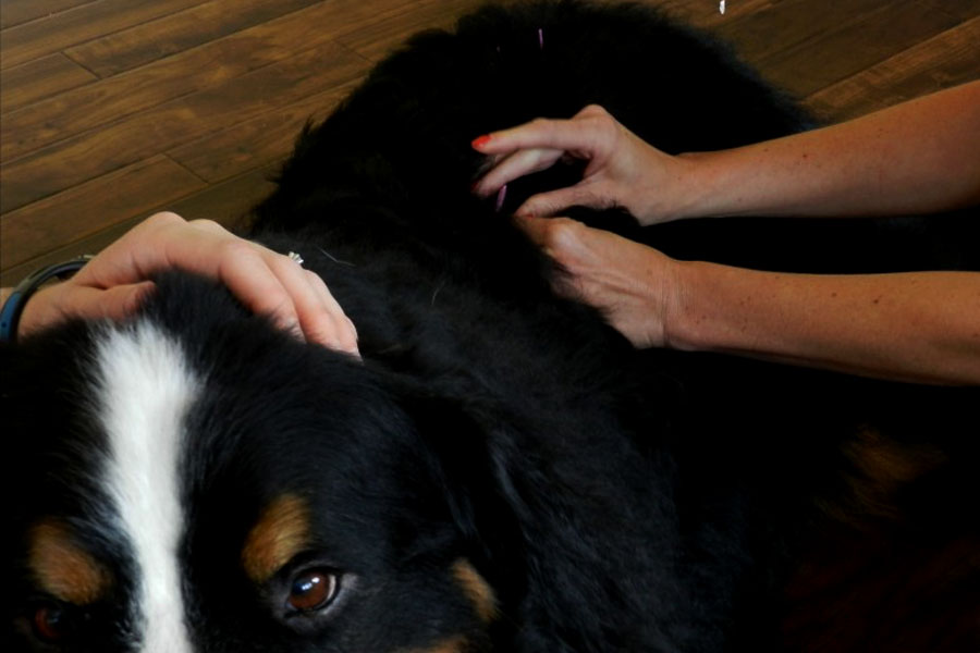 Black dog having acupuncture therapy