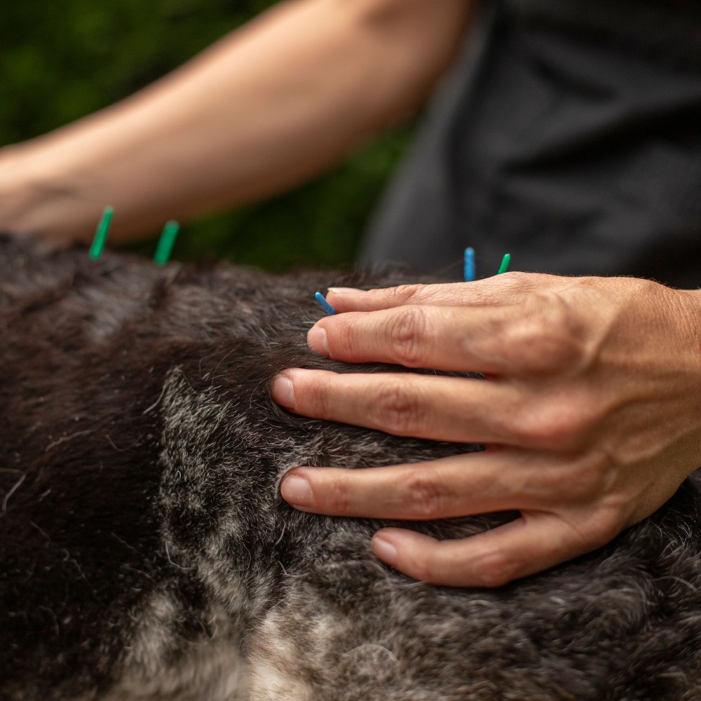 A dog having acupuncture therapy