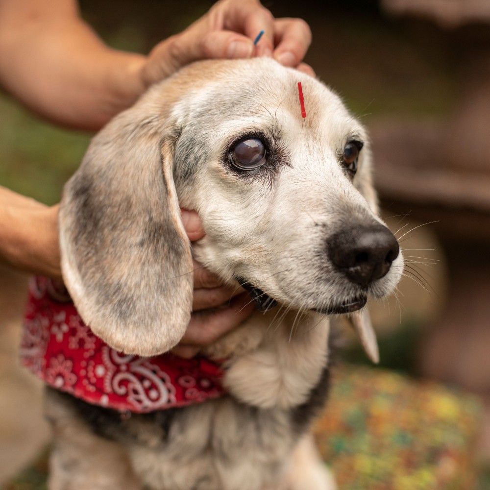 A dog having acupuncture therapy